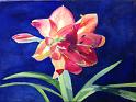 Amaryllis