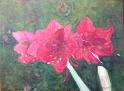 Amaryllis4