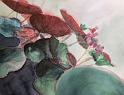 Begonia3