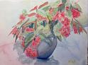 Begonia_Pot