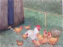 Chickens