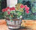 Geraniums2