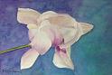 LonesomeBlossom