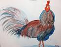 Rooster