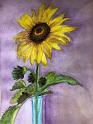 Sunflower3