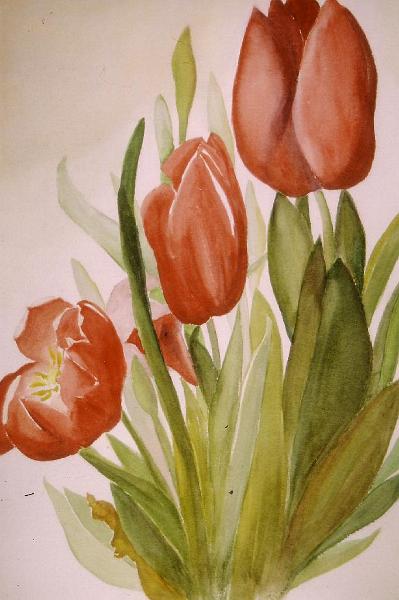 Tulips.jpg